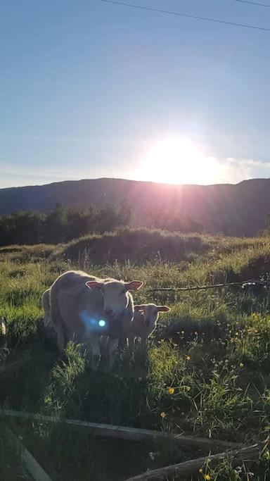Skogan Daire Leirfjord Dış mekan fotoğraf